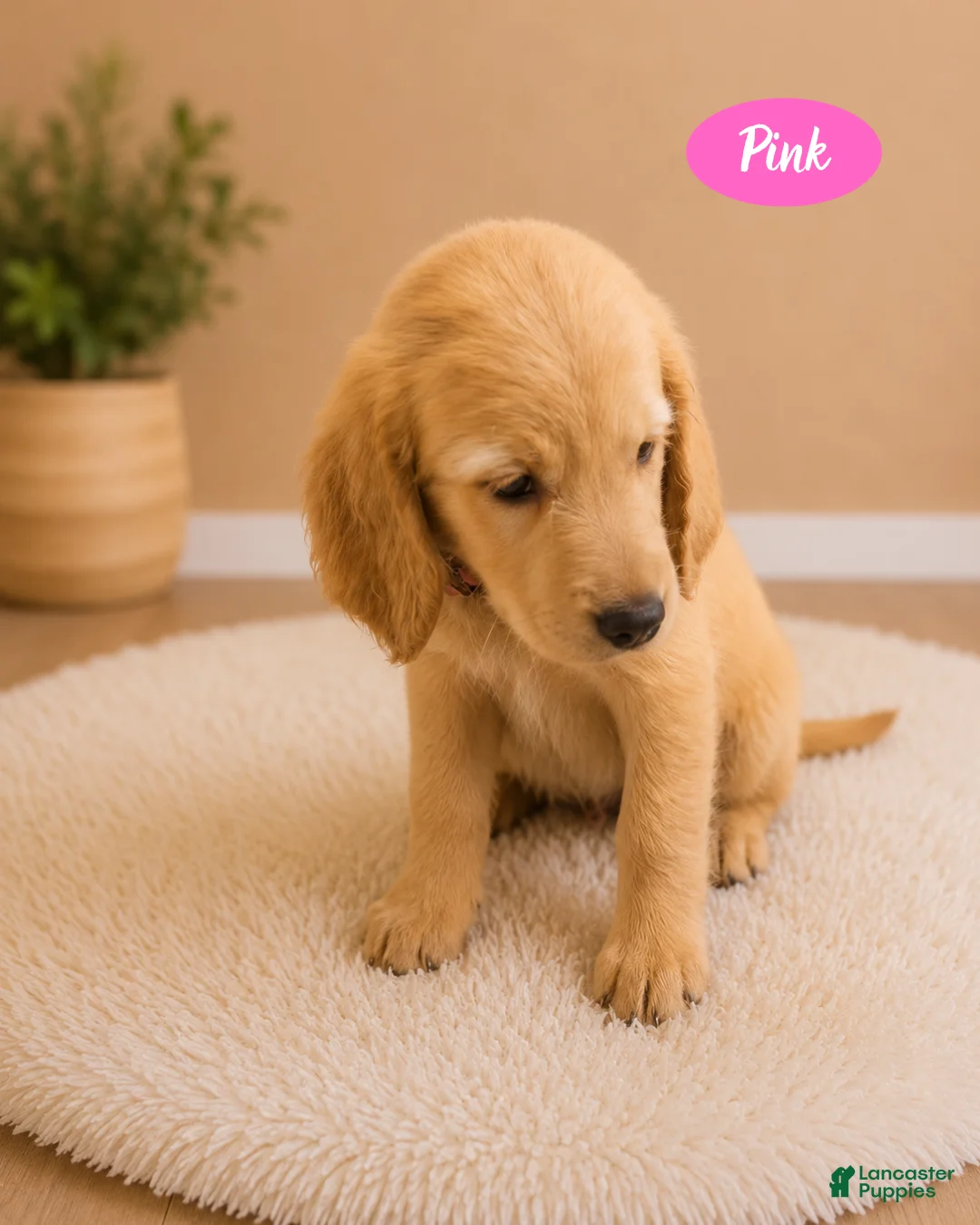 Goldendoodle dogs for sale: Pink - Ad 2