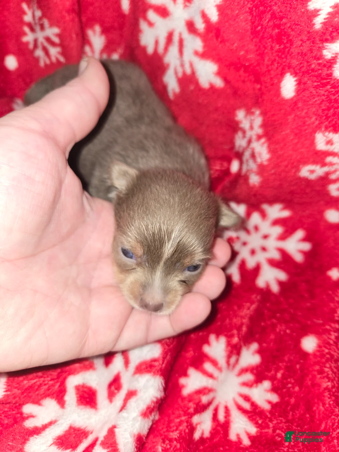 Chihuahua dogs for sale: Long Hair Blue boy - Ad 1