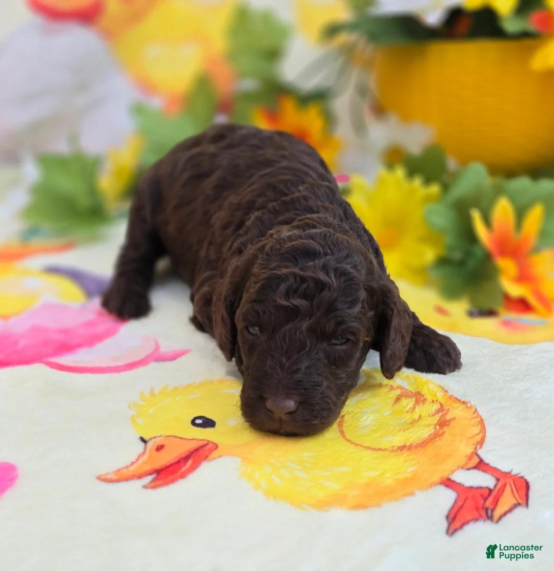 Mini Goldendoodle dogs for sale: Bean - Ad 2
