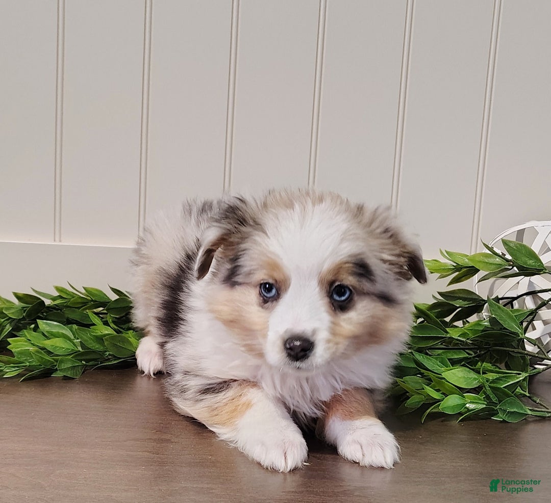 Toy Australian Shepherd dogs for sale: Chase  - Ad 3