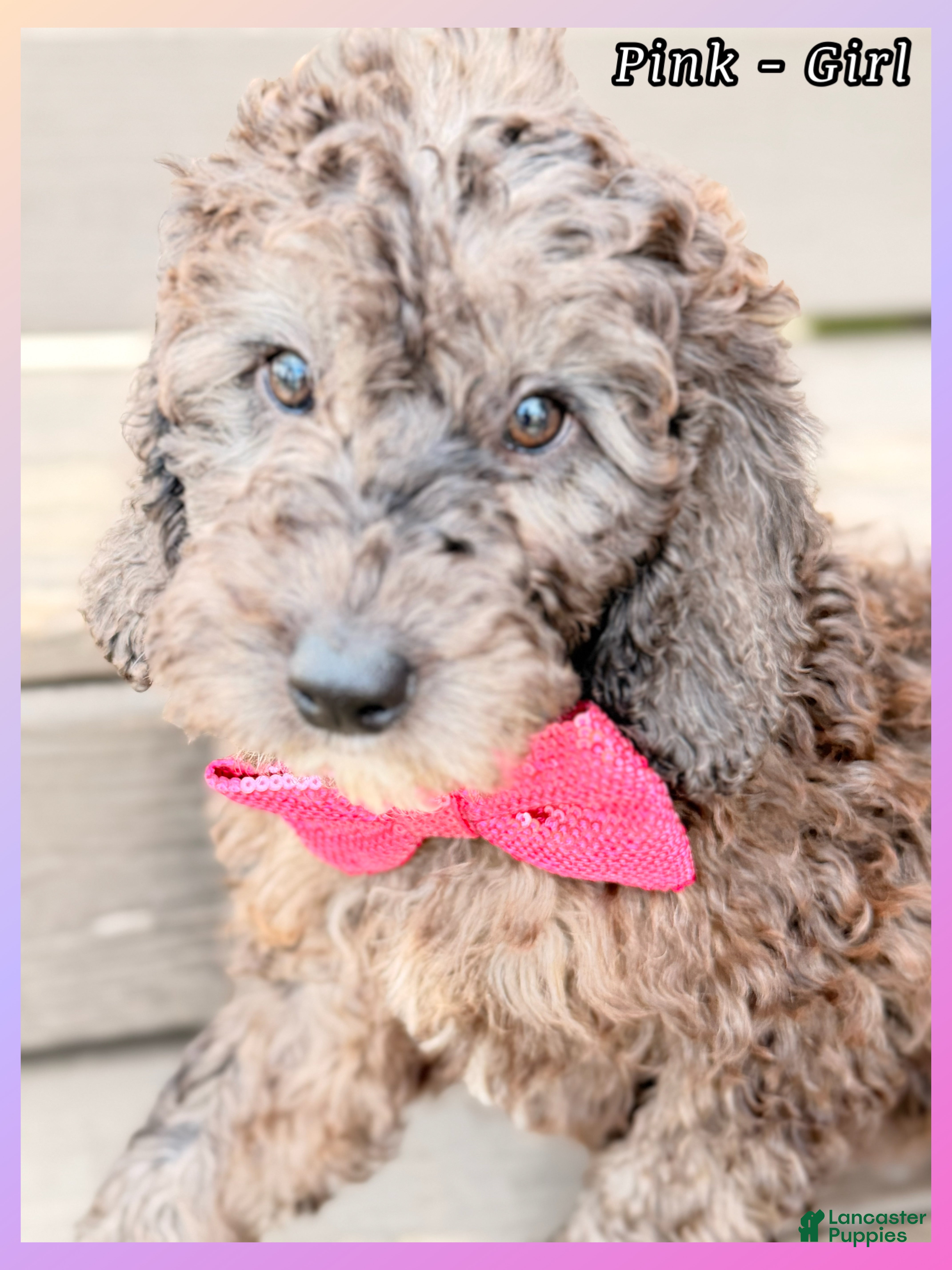 Mini Sheepadoodle dogs Pink  - Ad 19
