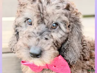 Mini Sheepadoodle dogs Pink - Ad 24