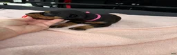 Doberman Pinscher dogs for sale: Doberman Pinscher Puppy 10 - Ad 2