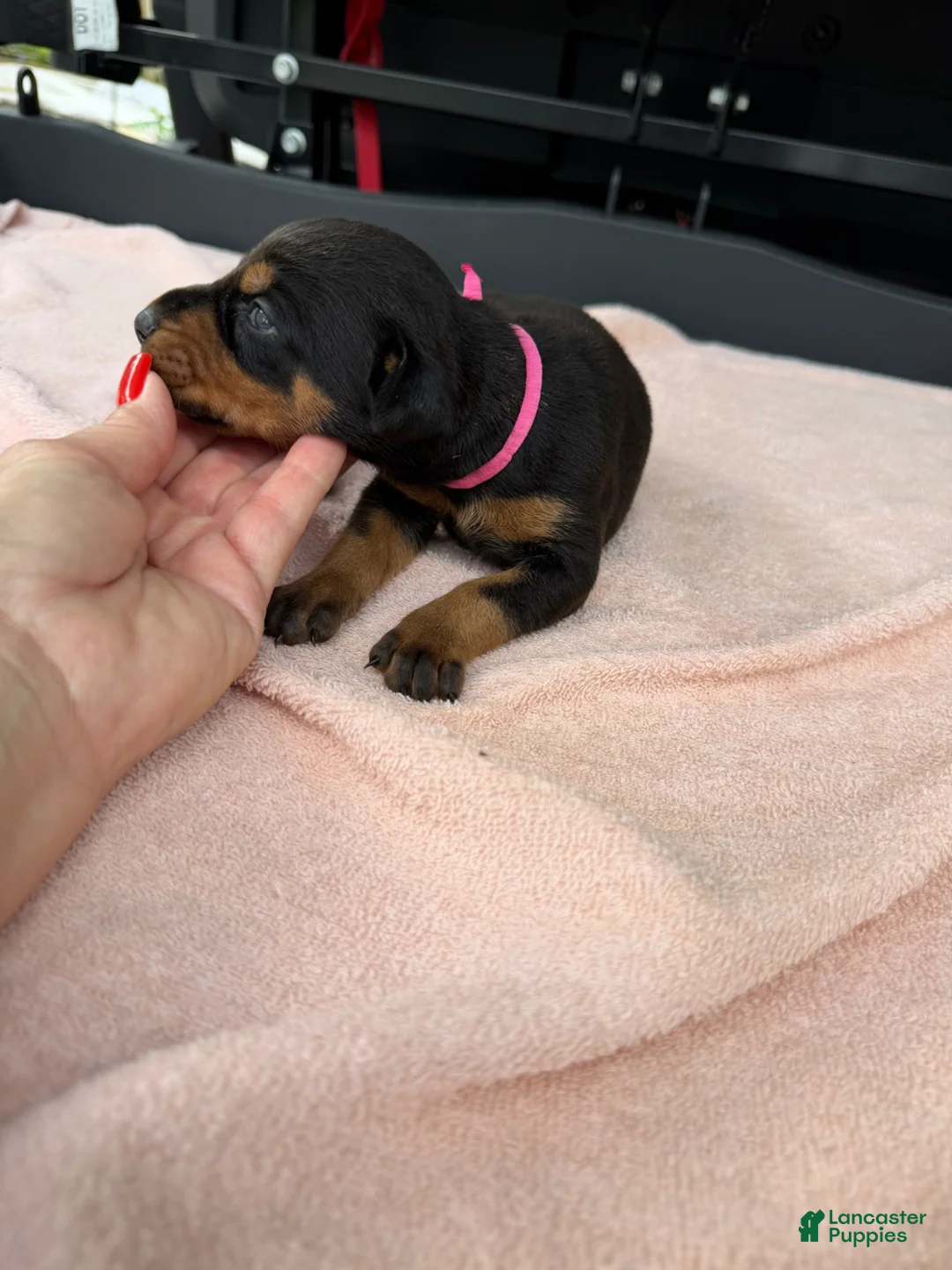 Doberman Pinscher dogs for sale: Doberman Pinscher Puppy 10 - Ad 2