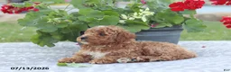 Miniature Poodle dogs for sale: Nathan - Ad 7