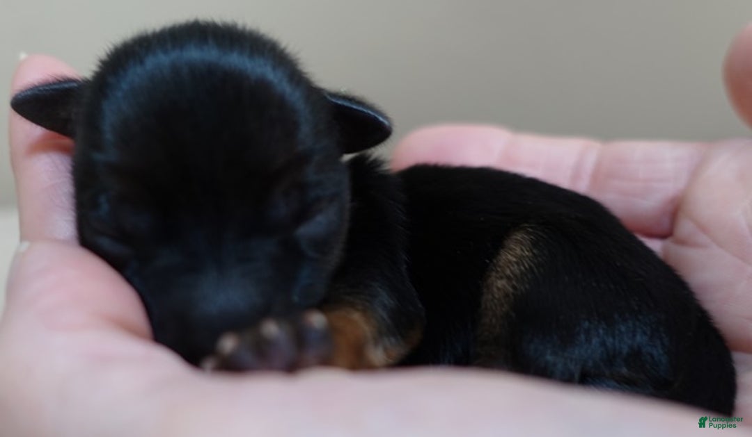 Yorkshire Terrier dogs for sale: Bali - Ad 11