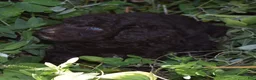 Standard Poodle dogs for sale: Standard Poodle 8 Brown with a tiny bit of white - Ad 10