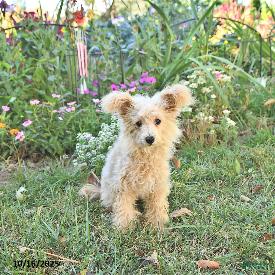 Pomapoo dogs for sale: Emily - Ad 3