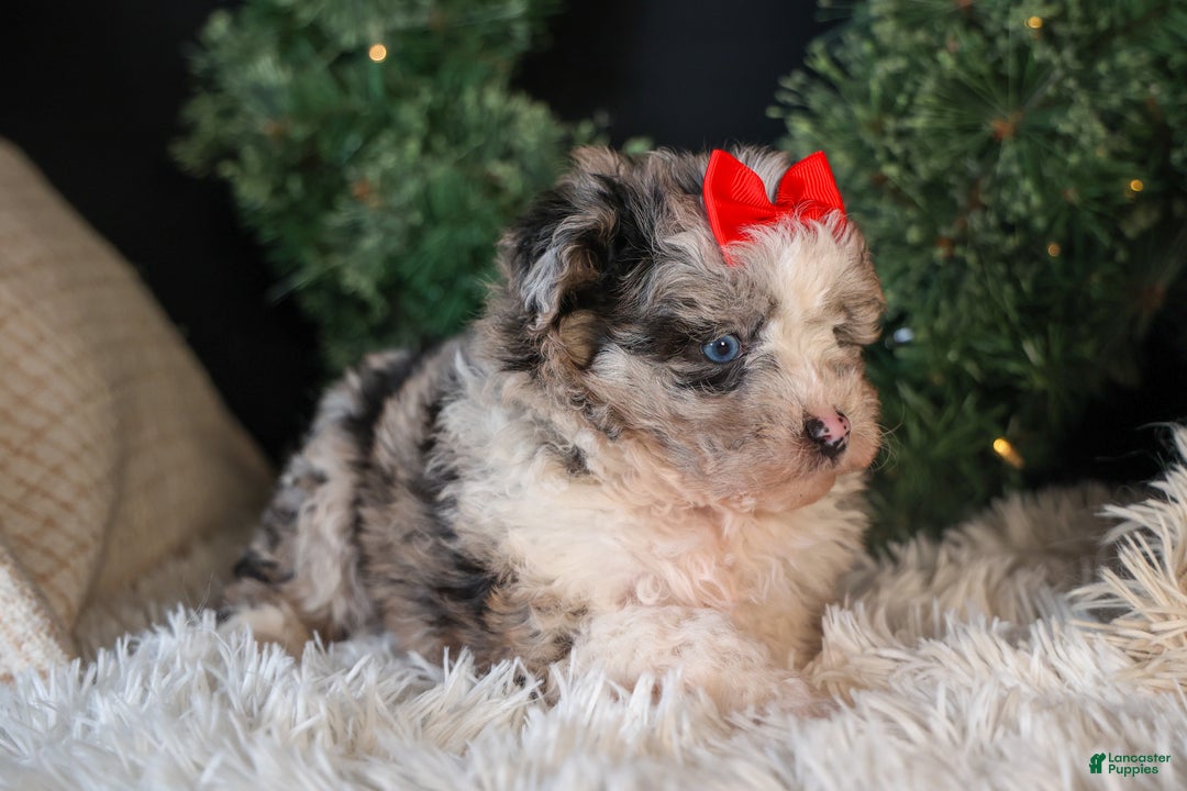 Mini Aussiedoodle dogs for sale: Gloria - Ad 12