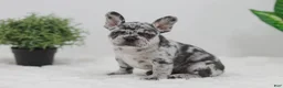 French Bulldog dogs for sale: Ember - Ad 4