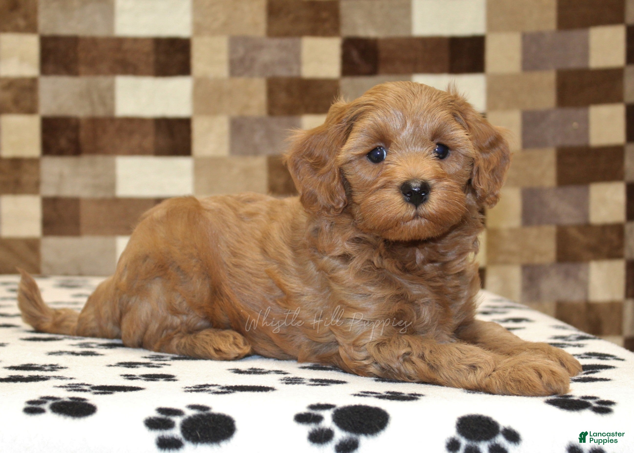 Cavapoo dogs Oscar - Ad 2