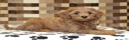 Cavapoo dogs for sale: Oscar - Ad 2