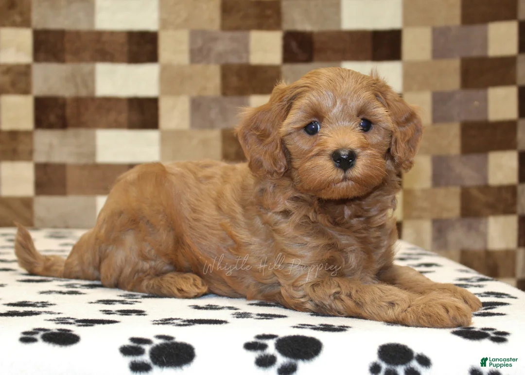 Cavapoo dogs for sale: Oscar - Ad 2