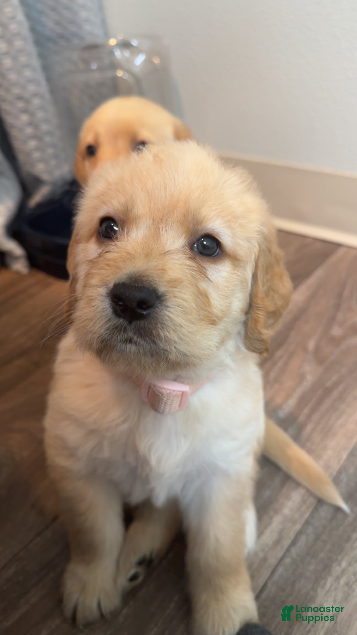 Labradoodle dogs Labradoodle Puppy 3 - Ad 2