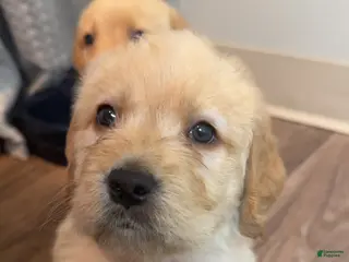 Labradoodle dogs Labradoodle Puppy 3 - Ad 2