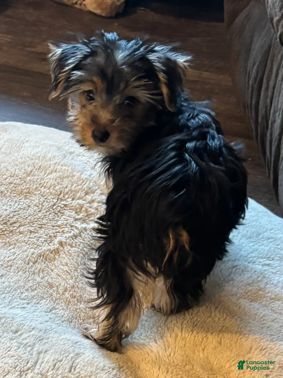 Yorkshire Terrier dogs for sale: Yorkshire Terrier blue - Ad 9