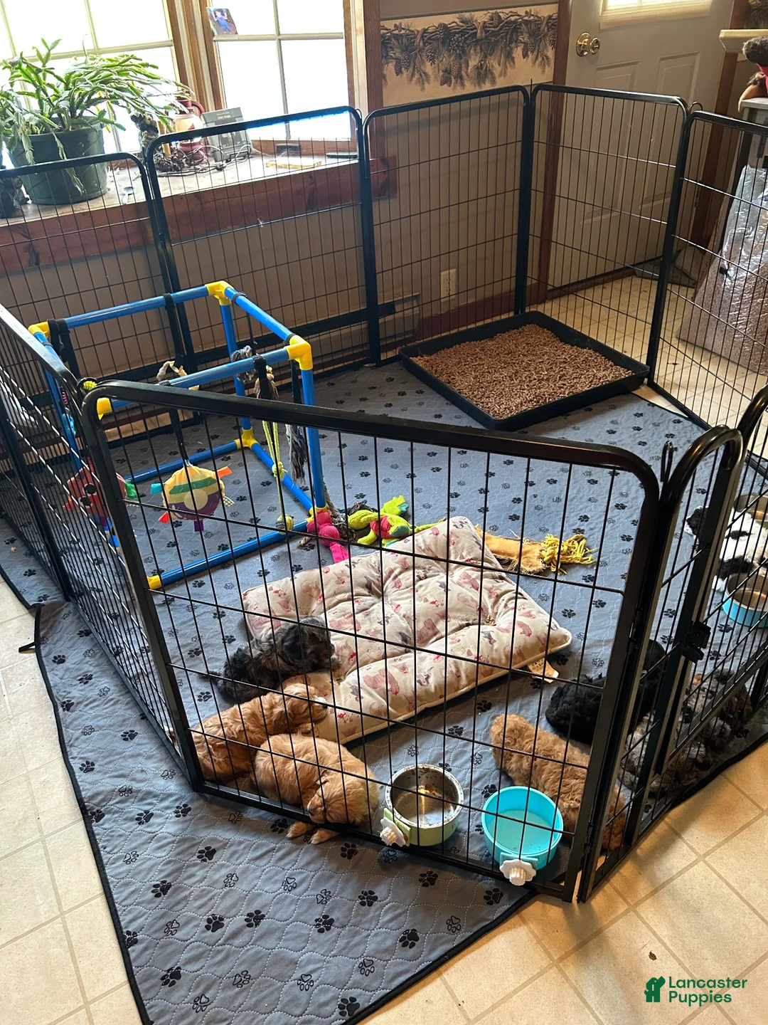 Cavapoo dogs for sale: Cavapoo 3 Montana - Ad 8