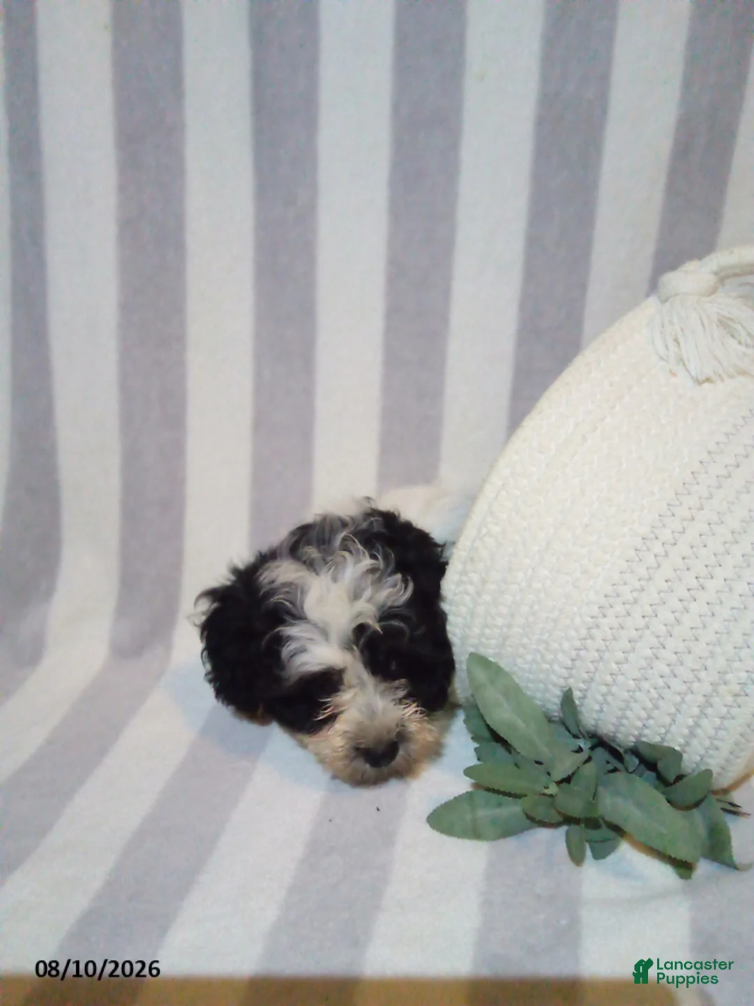 Havapoo dogs for sale: Clayton - Ad 2