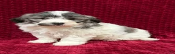 Teddy Bear dogs for sale: Nash - Ad 3
