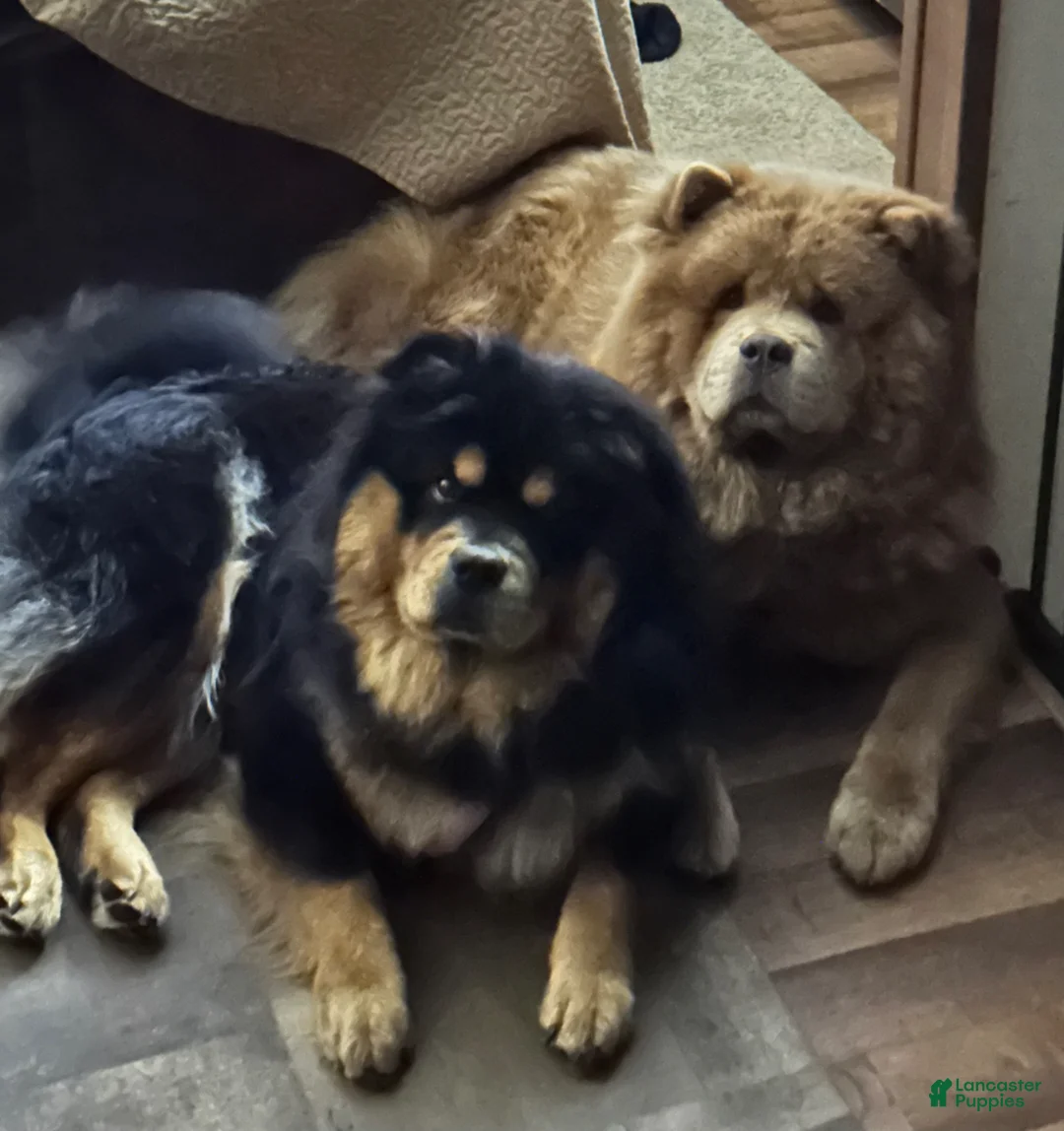 Chow Chow dogs for sale:  Nala - Ad 12