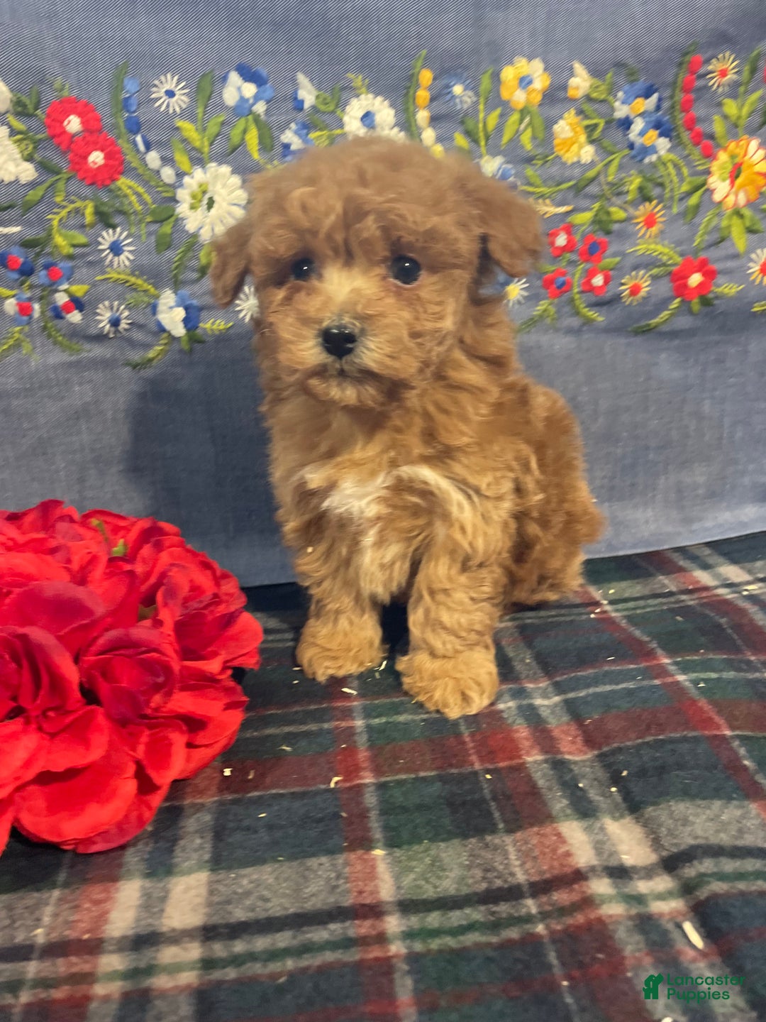 Toy Poodle dogs for sale: Bean - Ad 2