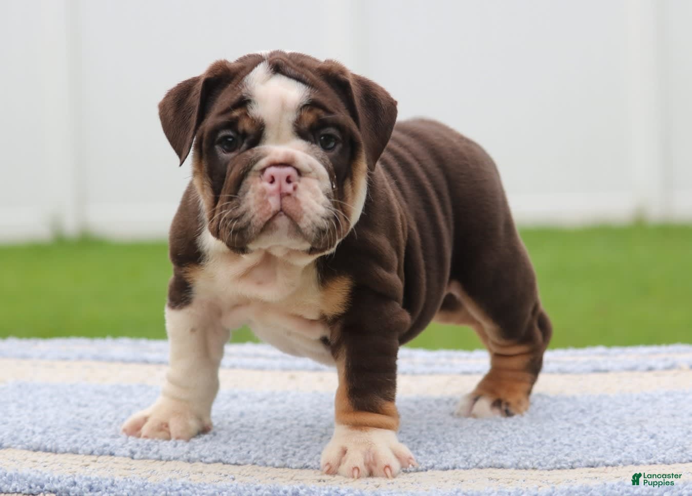 English Bulldog Puppies for sale in Orlando, Florida Lancaster