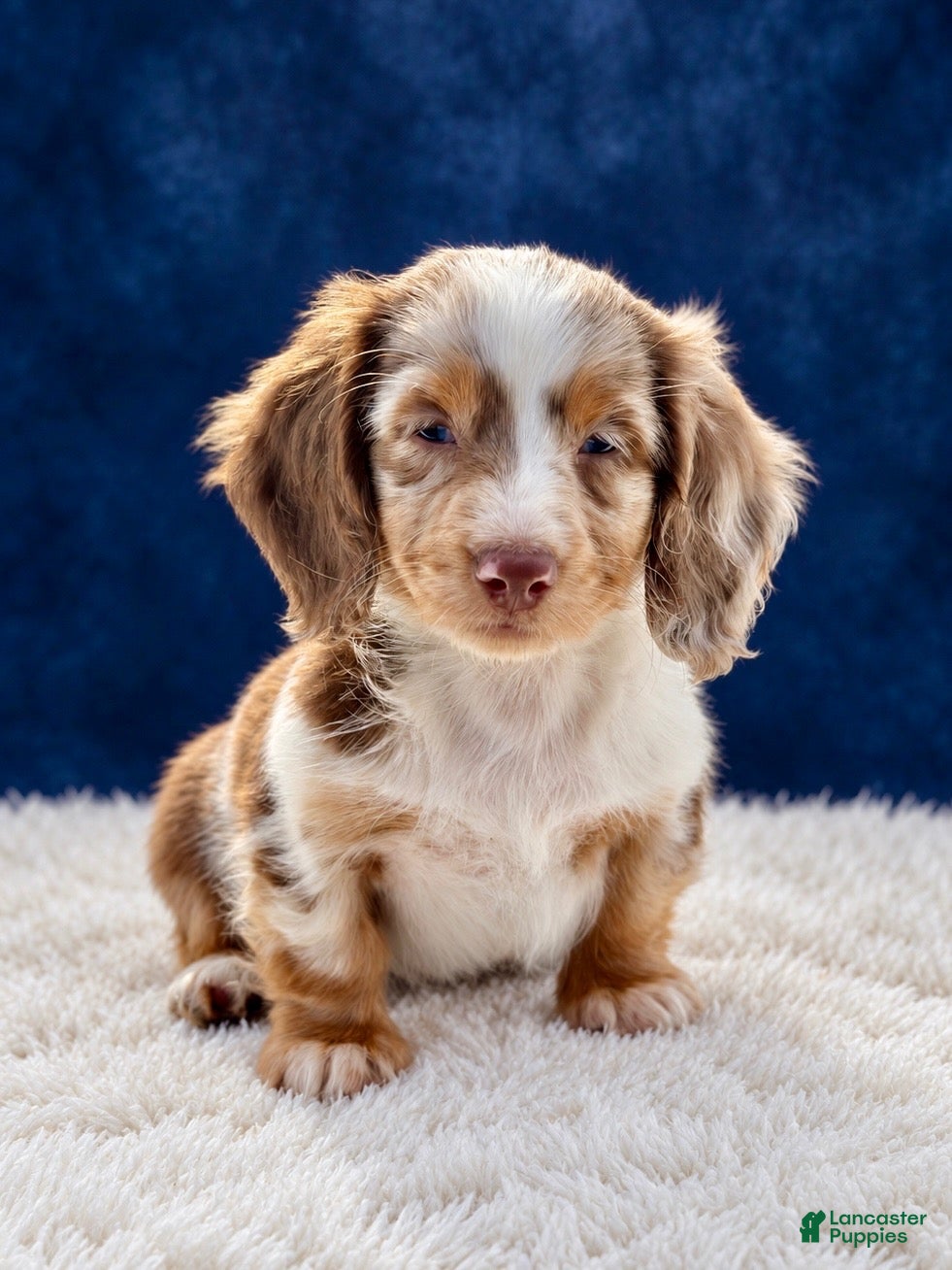 Miniature Dachshund dogs Miniature Dachshund 1 - Ad 1