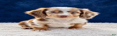 Miniature Dachshund 1