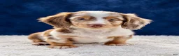 Miniature Dachshund dogs for sale: Miniature Dachshund 1 - Ad 1