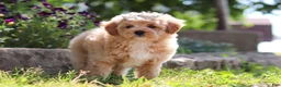 Maltipoo dogs for sale: Posie - Ad 10