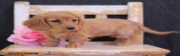 Miniature Dachshund dogs for sale: Lucy - Ad 2