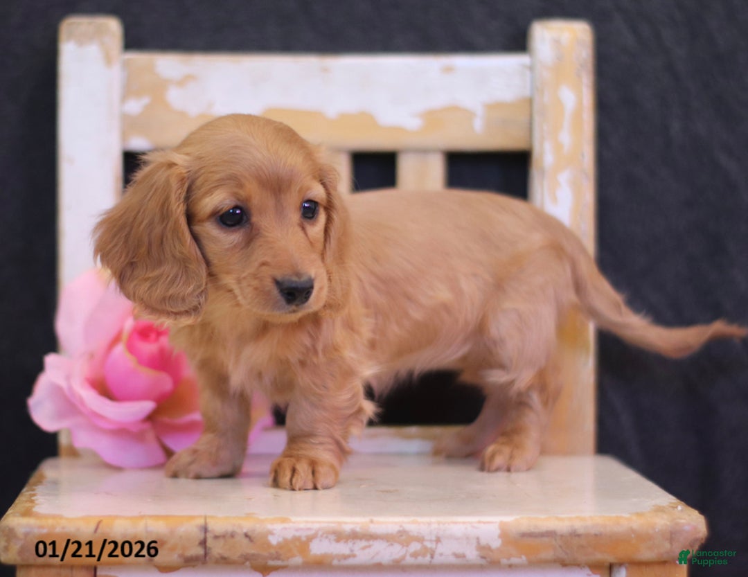 Miniature Dachshund dogs for sale: Lucy - Ad 2