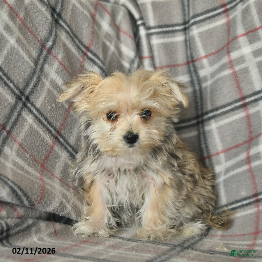 Morkie dogs Nemo - Ad 1