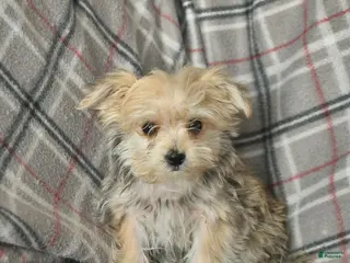 Morkie dogs Nemo - Ad 1