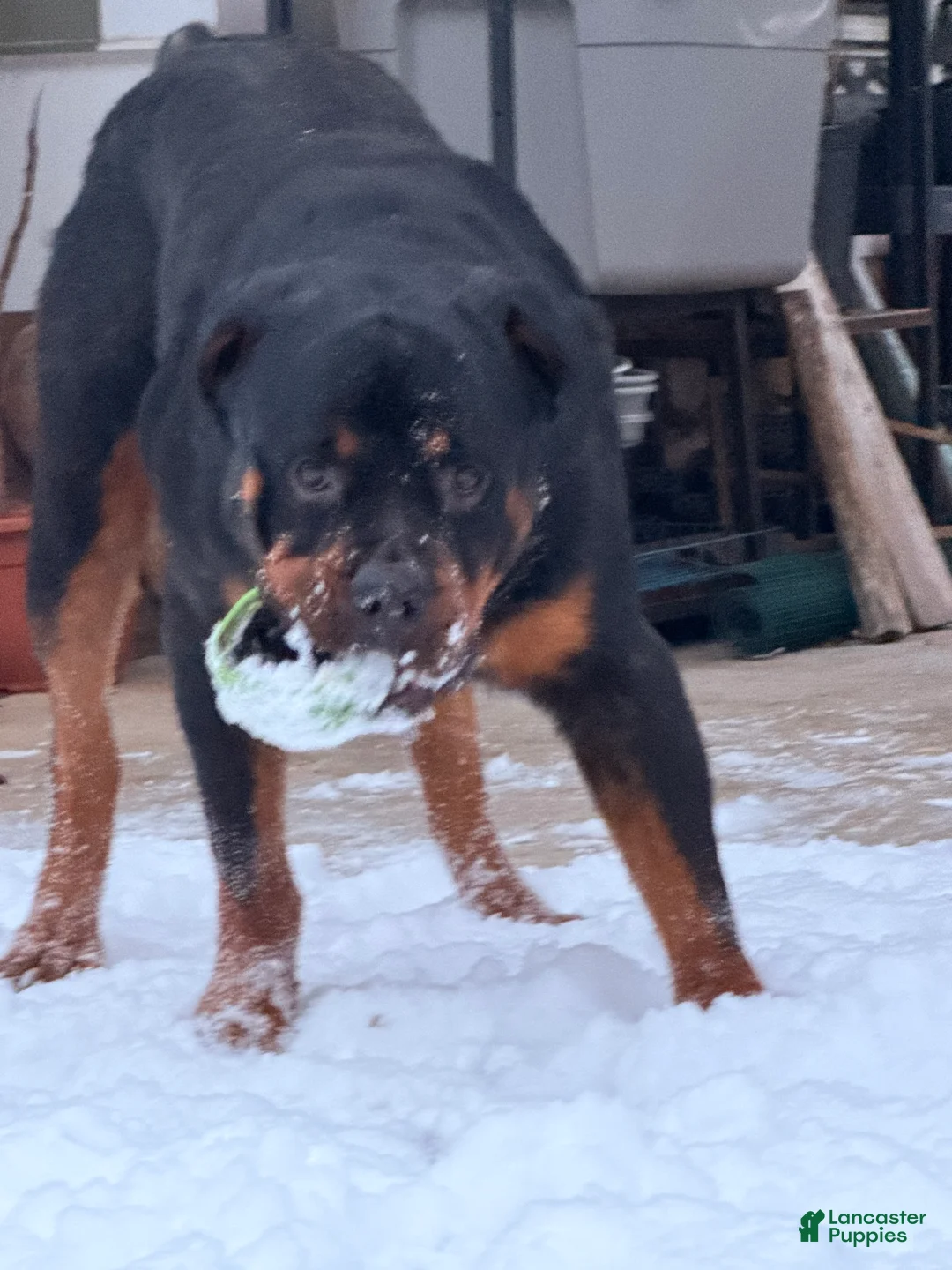 Rottweiler dogs for sale: Rottweiler Puppy 6 - Ad 9