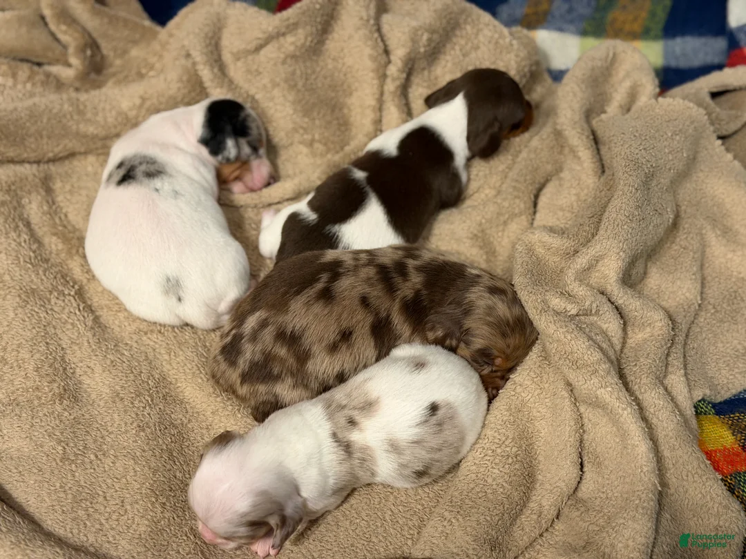 Miniature Dachshund dogs for sale: AKC LH Fallon DNA OFA - Ad 7