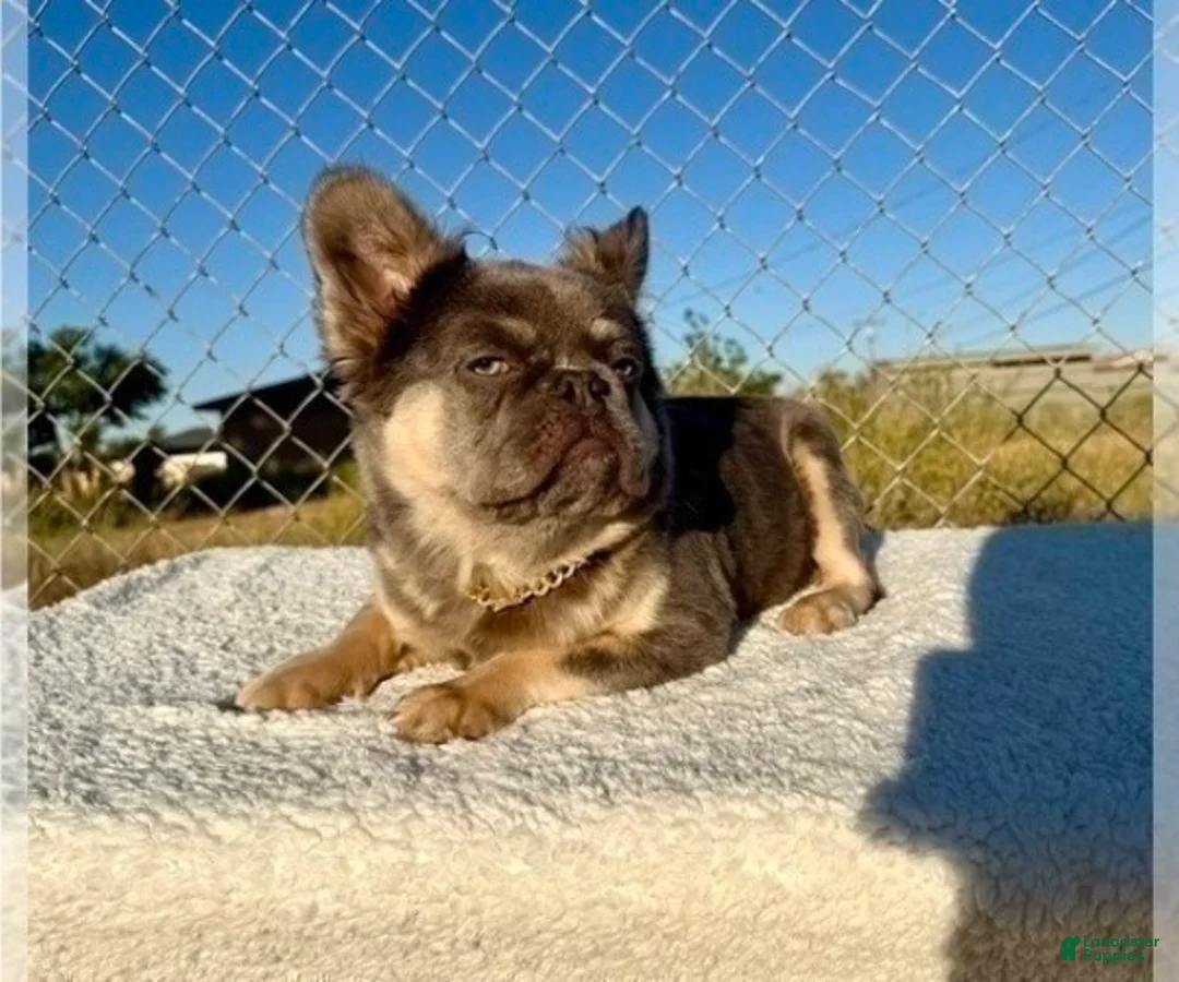 French Bulldog dogs for sale: ROCKY - Elite Lilac Tan Fluffy Micro French Bulldog, CA-USA Delivery Options - Ad 9