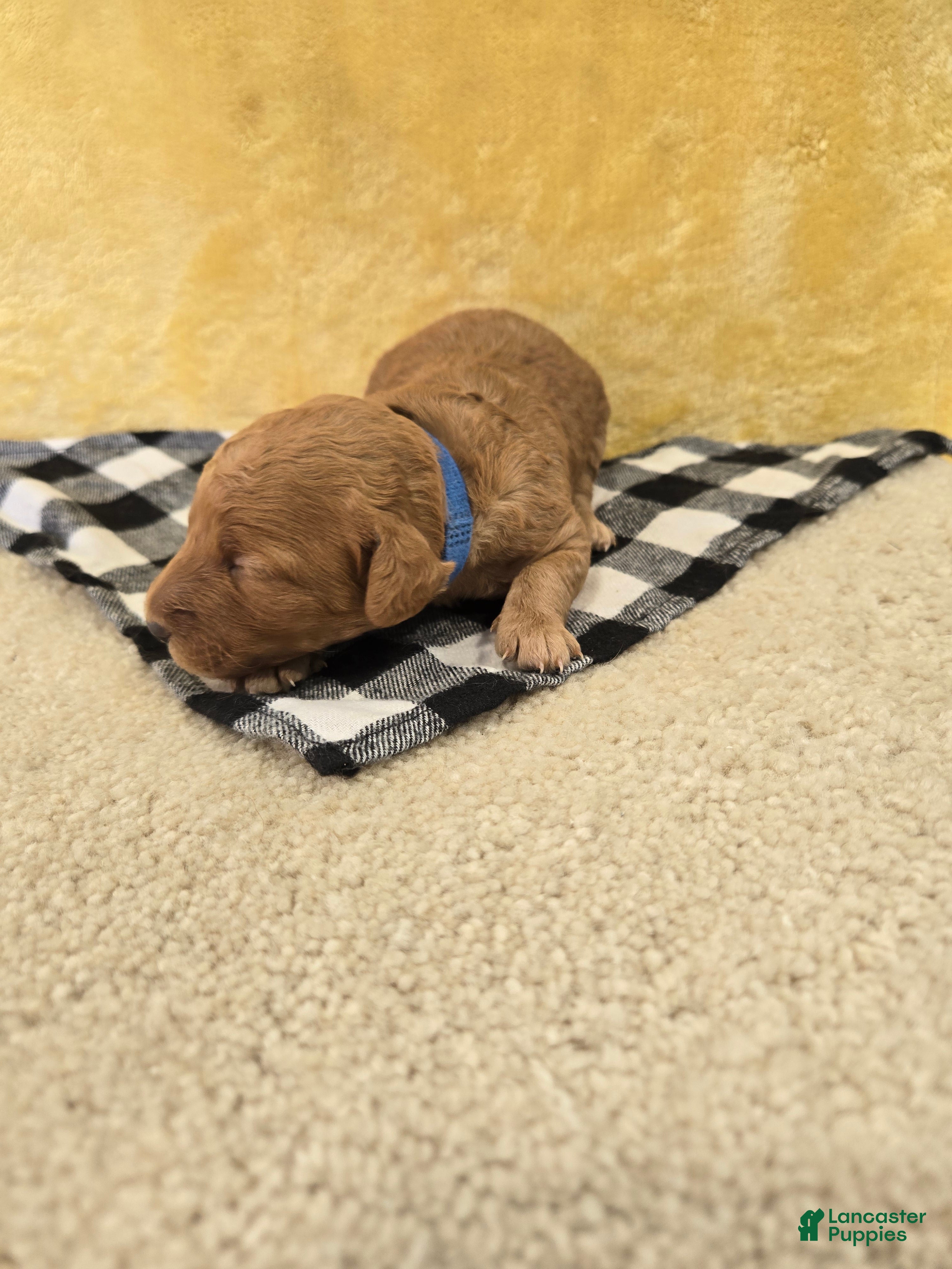 Mini Goldendoodle dogs for sale: Bo - Ad 4