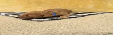 Bo