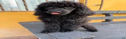 Standard Poodle dogs for sale: Luna - Ad 5