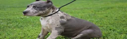 American Bully dogs for sale: Iris - Ad 11