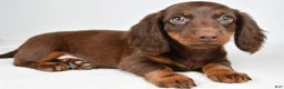 Dachshund dogs for sale: Romeo - Ad 8