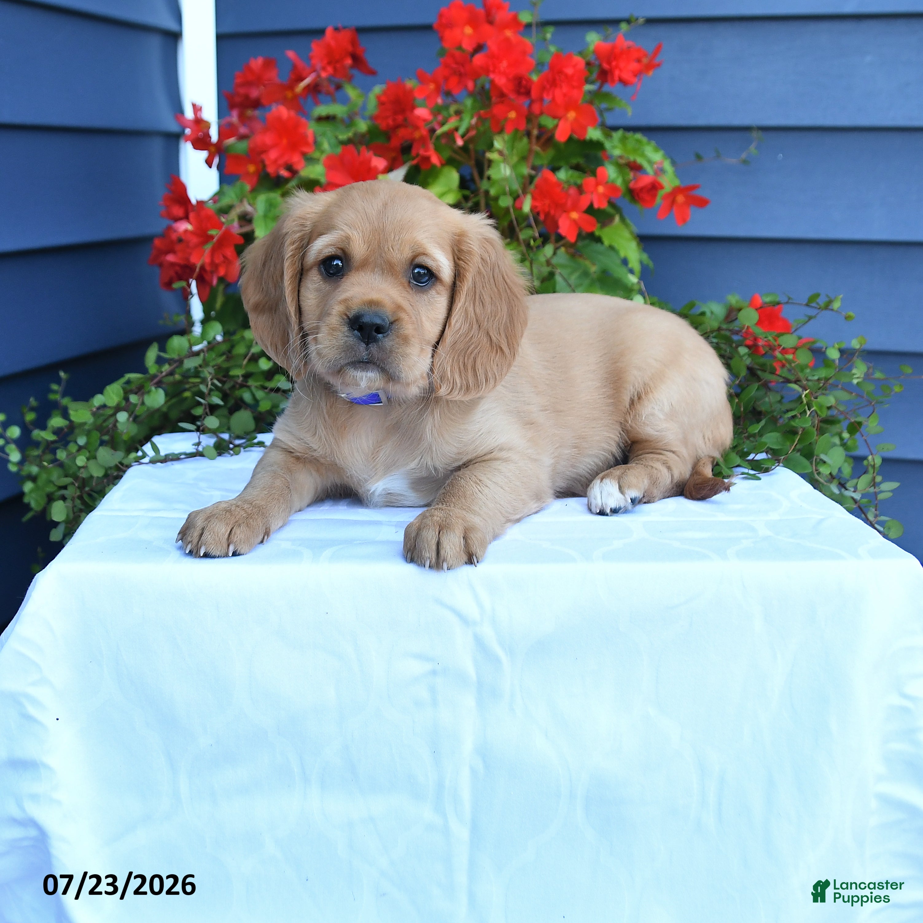 Miniature Golden Retriever dogs for sale: Pumpkin - Ad 3