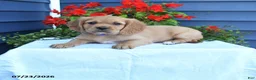 Miniature Golden Retriever dogs for sale: Pumpkin - Ad 1