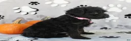 Yorkiepoo dogs for sale: Stella - Ad 3