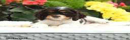 English Cocker Spaniel dogs for sale: Sunkist - Ad 4
