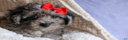 Bichpoo dogs for sale: NORMAN - Ad 10