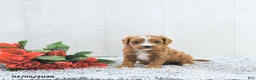 Cavapoo dogs for sale: Miles - Ad 5