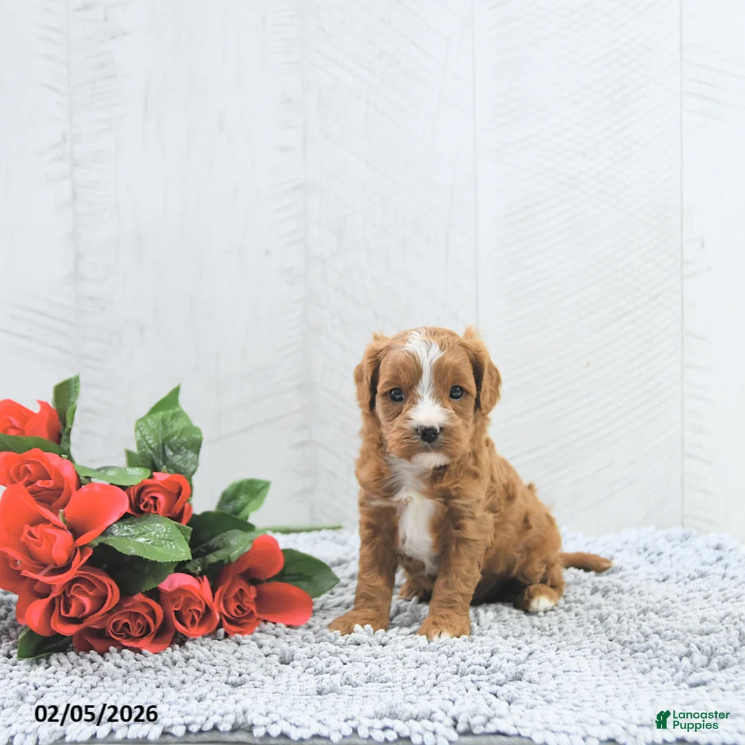 Cavapoo dogs for sale: Miles - Ad 5