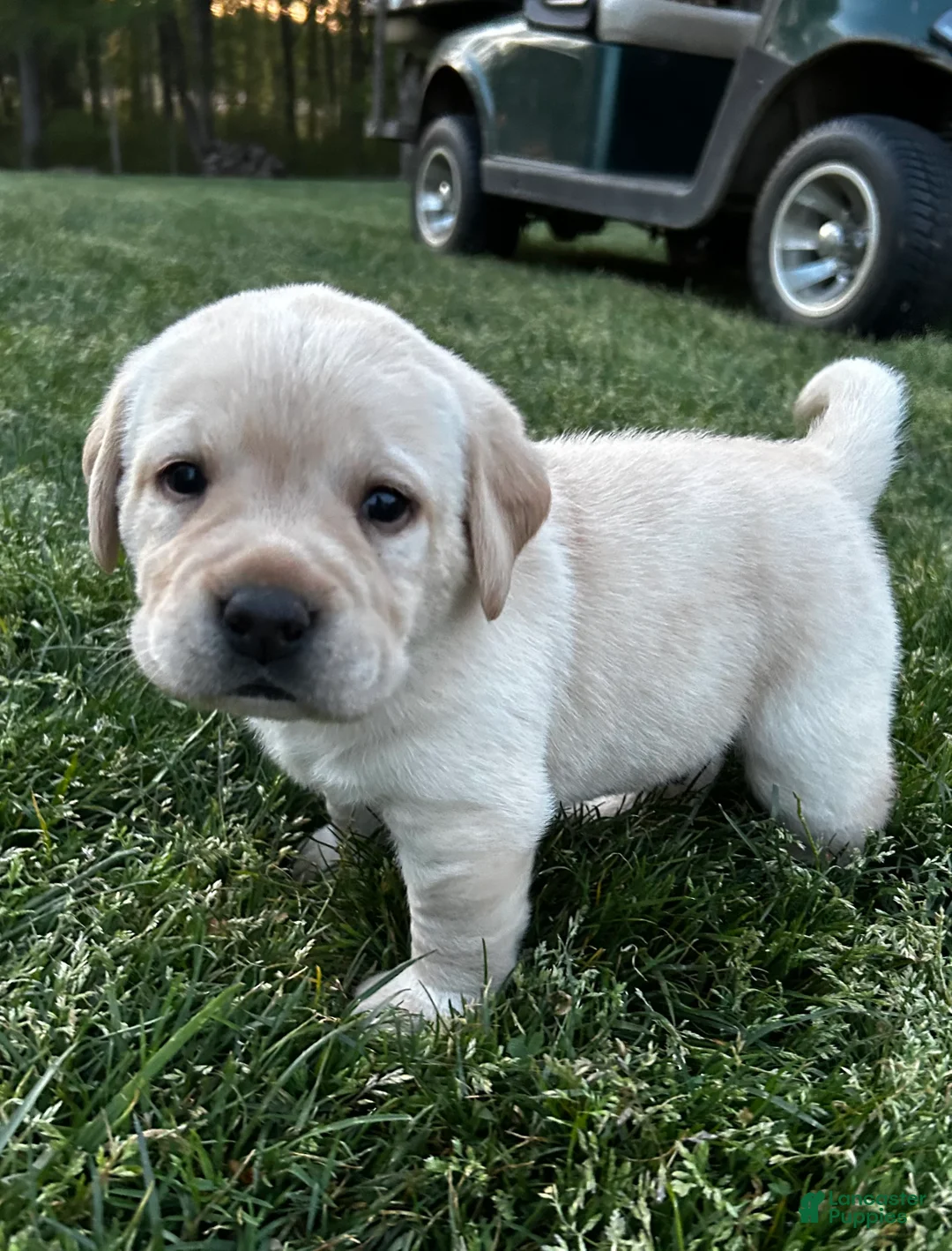 Labrador Retriever dogs for sale: Cap - Ad 1